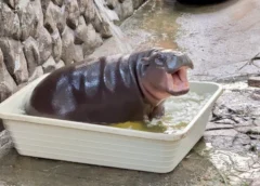 ส่องมุมเด้งดึ๋ง! ‘หมูเด้ง’ เล่นน้ำสุดฟินในกะละมังสีขาวคู่ใจ อวดผิวเนียนใสกลางสวนสัตว์เปิดเขาเขียว