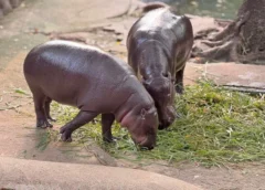 สวนสัตว์เปิดเขาเขียว ขอบคุณทุกความห่วงใยที่มีให้ “น้องหมูเด้ง” ยันดูแลตามมาตรฐานสากล พร้อมกางแผน “ฮิปโปวิลเลจ” 10 ไร่