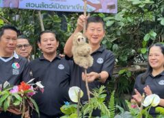 หาชมยาก! สวนสัตว์เปิดเขาเขียว อวดโฉม”ลูกสลอธสองนิ้ว”สมาชิกใหม่สุดน่ารัก ต้อนรับปิดเทอม