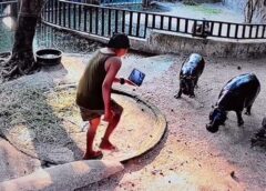 ศาลสั่งปรับ 1 หมื่น หนุ่มมือบอนปีนบ่อ “หมูเด้ง” สวนสัตว์เปิดเขาเขียว เอาจริงดำเนินคดีถึงที่สุด